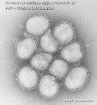 インフルエンザA1N1