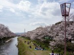 桜満開＠切戸川