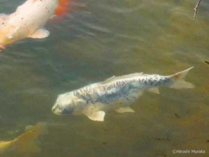 下松市切戸川の人面魚1